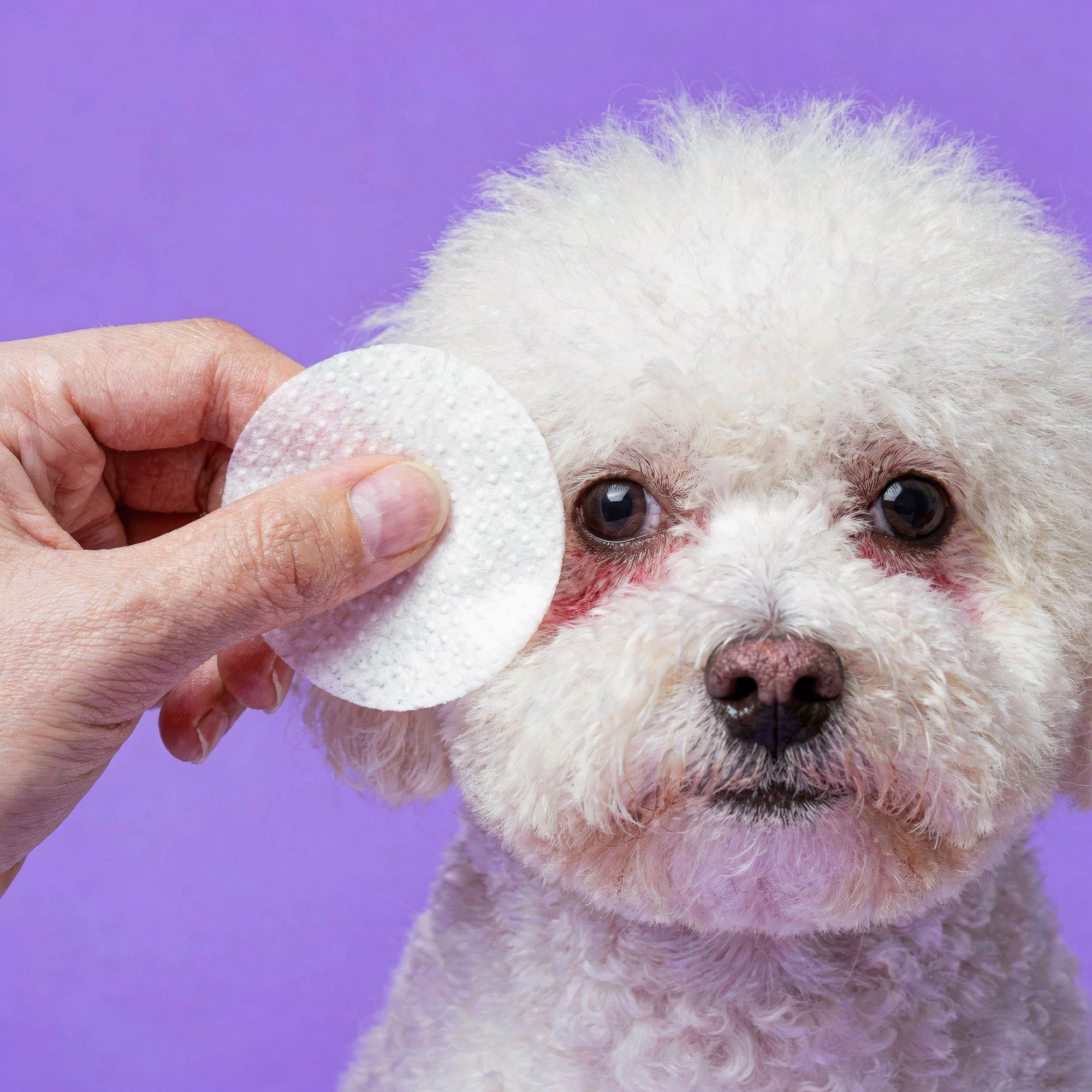 Pet Eye Wipes - Witch Hazel & Aloe - 100 Circular Wipes